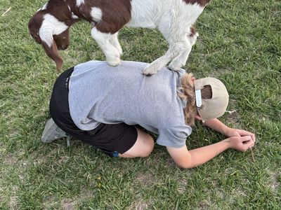 Moonspotted Bottle Baby Boer Goats