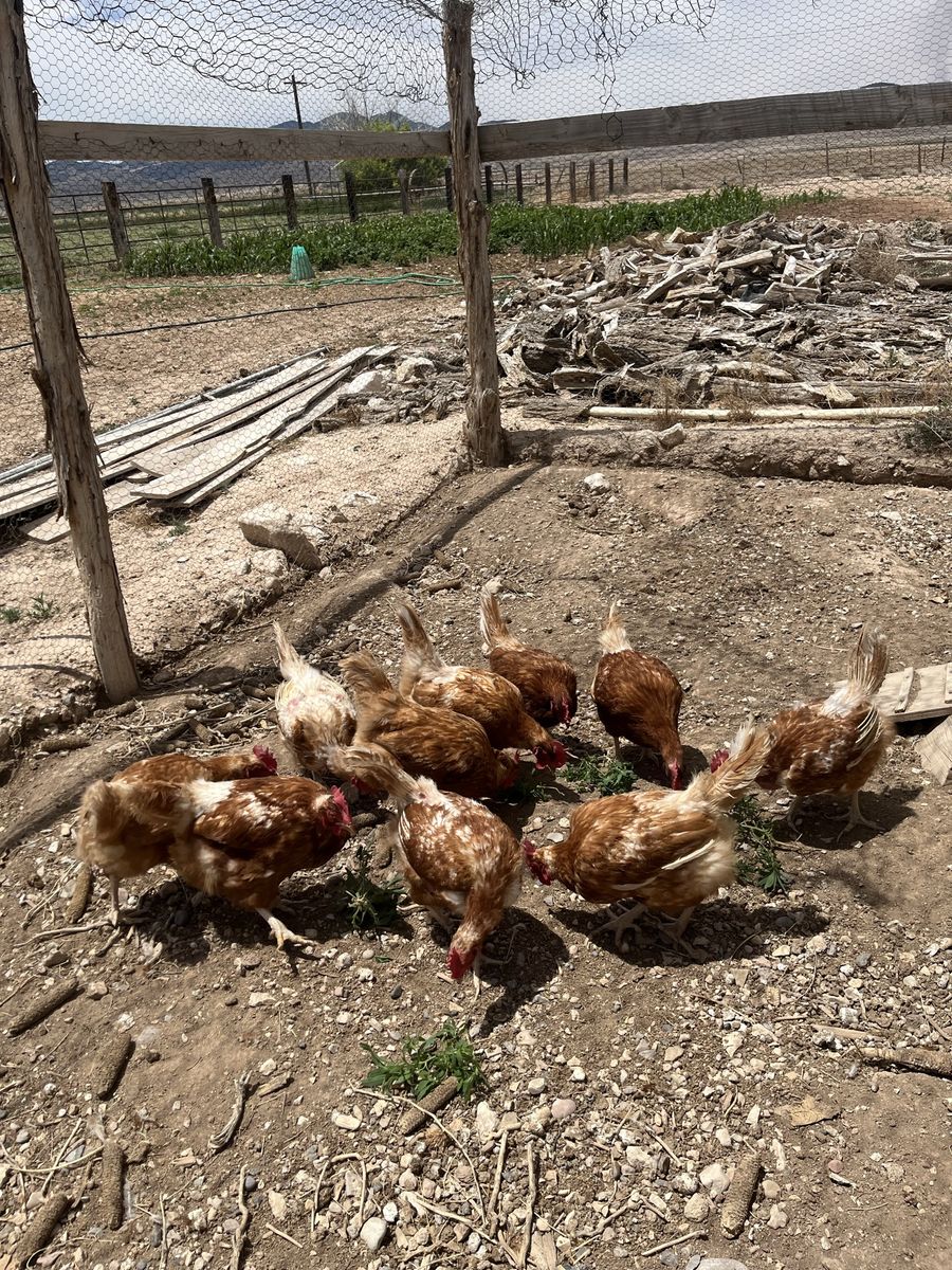 Laying hens