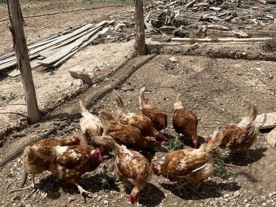Laying hens