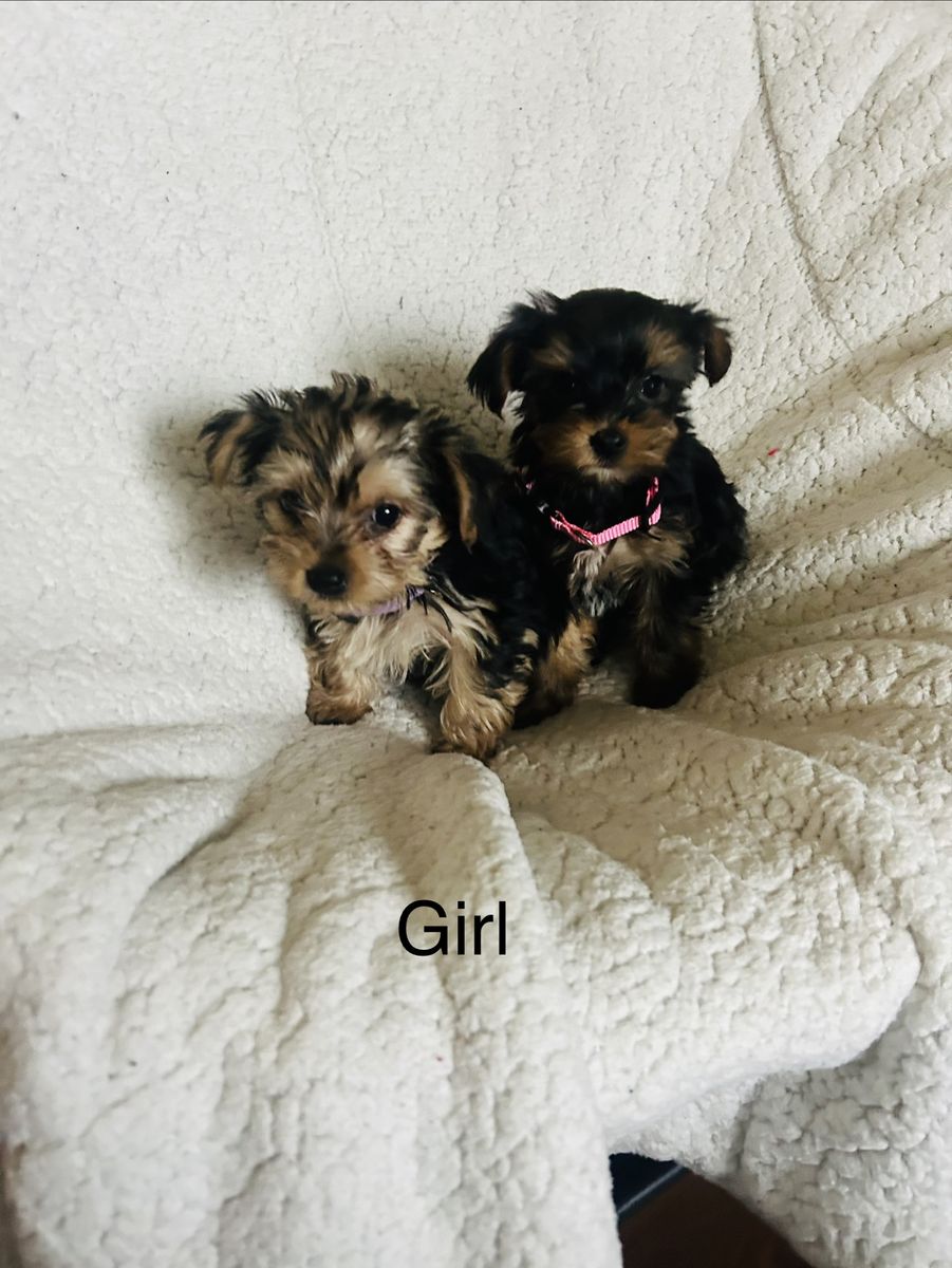 Yorkie Puppies