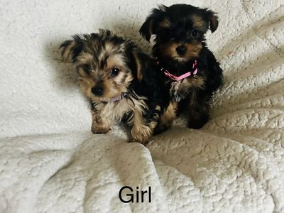 Yorkie Puppies