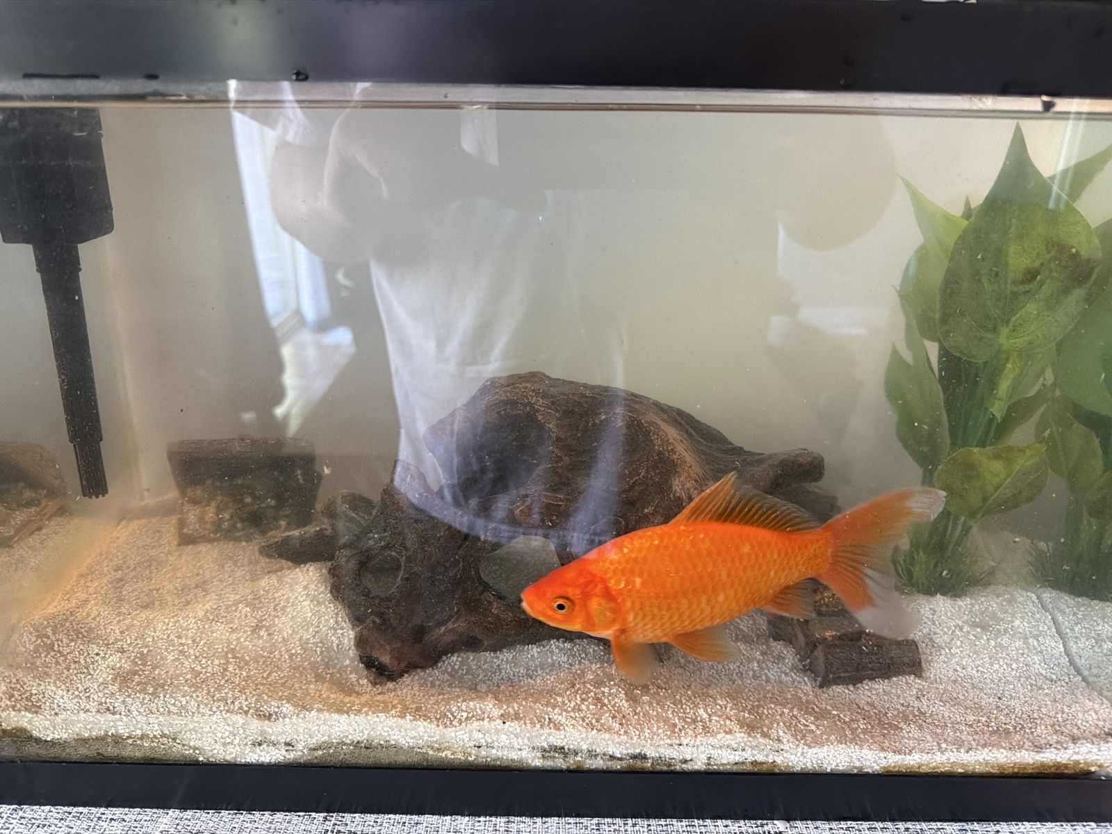 (FREE) Common Goldfish