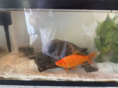 (FREE) Common Goldfish