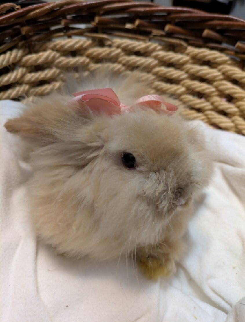 Boutique Teddywidder Bunnies