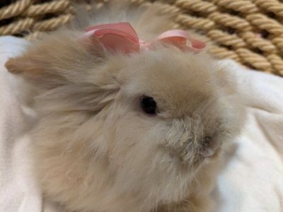 Boutique Teddywidder Bunnies