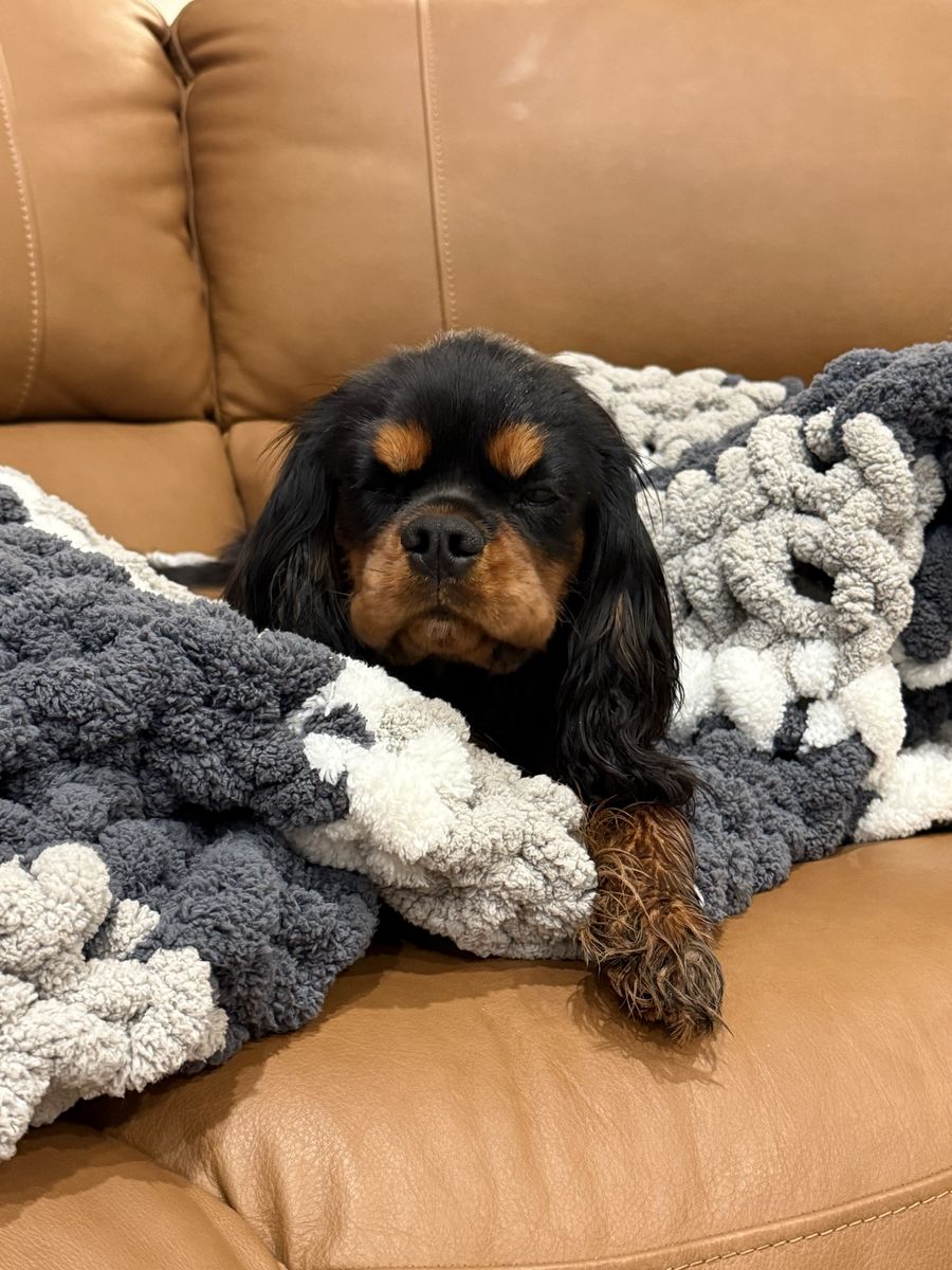 Co own FEMALE Cavalier King Charles Spaniel