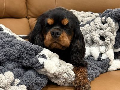 Co own FEMALE Cavalier King Charles Spaniel
