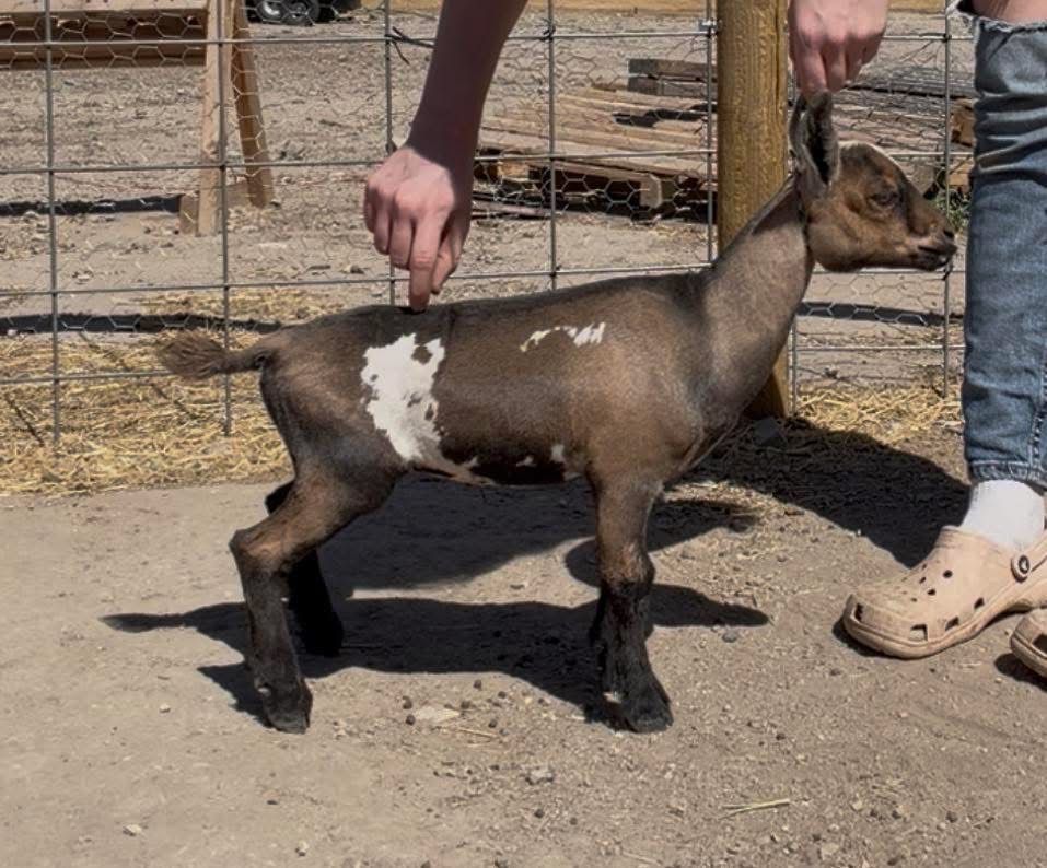 Registered Nigerian Dwarf Doeling - Healthy & Ready for New Home