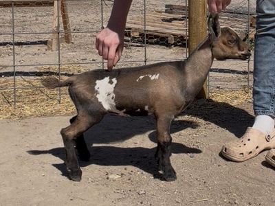 Registered Nigerian Dwarf Doeling - Healthy & Ready for New Home