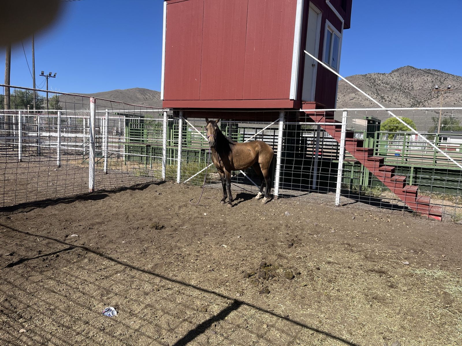 Two year-old grade buckskin gelding