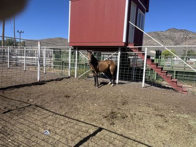 Two year-old grade buckskin gelding