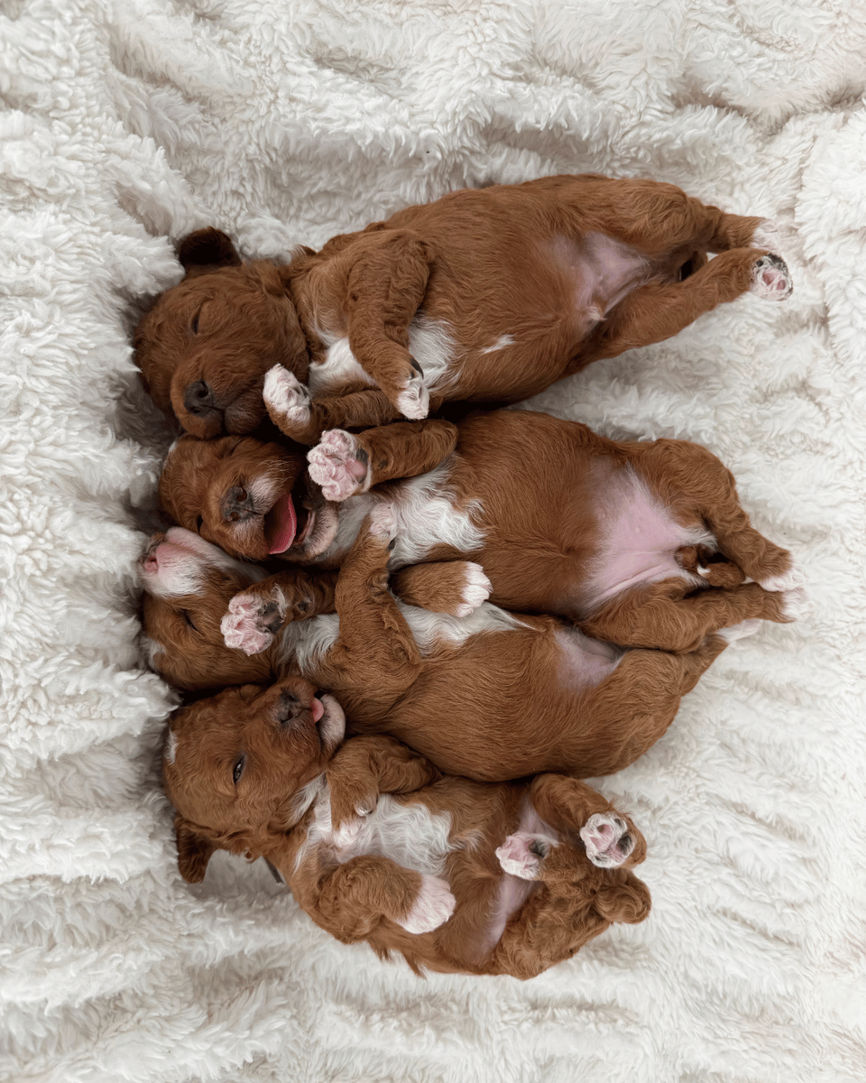 Beautiful Tuxedo F1B Mini Goldendoodles, Hypoallergenic, Puppy Culture Trained