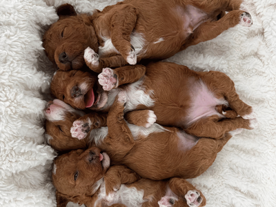 Beautiful Tuxedo F1B Mini Goldendoodles, Hypoallergenic, Puppy Culture Trained