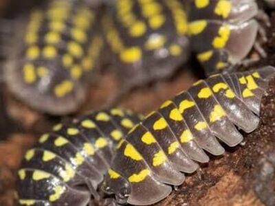 Gestroi Yellow Spotted Isopods 10- $25