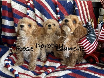 Adorable Mini Poochon/Bichoodle Puppies (Bichon Frise/Poodle) Hypoallergenic & Potty Pad Trained (only 1 left)