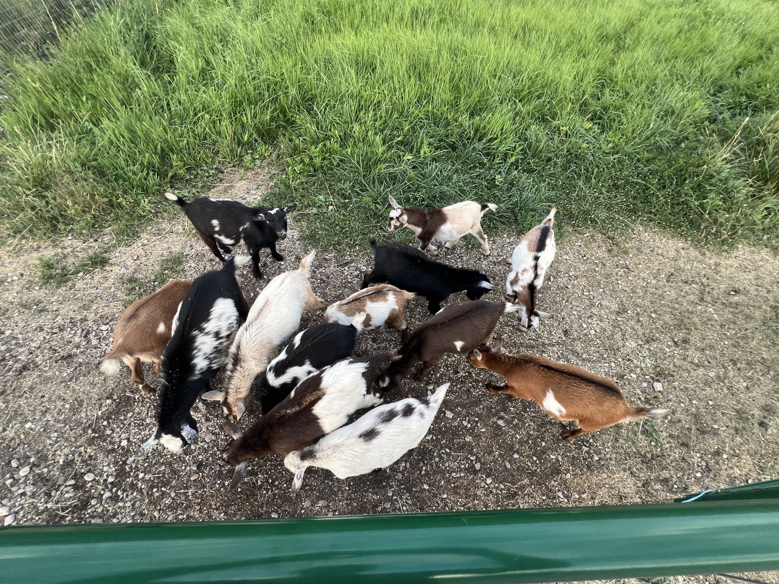 Nigerian Dwarf Goats
