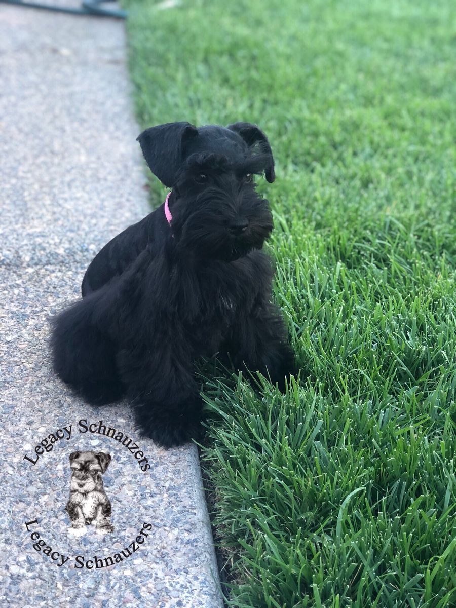 Akc miniature Schnauzer pups