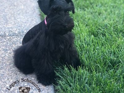 Akc miniature Schnauzer pups