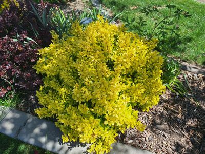 Golden yellow Barberry bushes shrubs thorny hardy plants