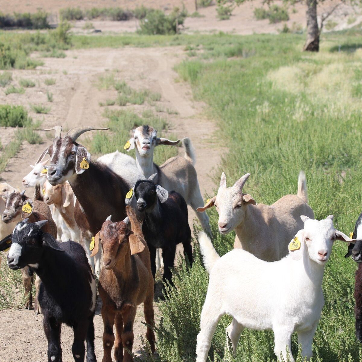 2025 Kiko Cross Goat Wethers For Sale