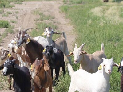 2025 Kiko Cross Goat Wethers For Sale