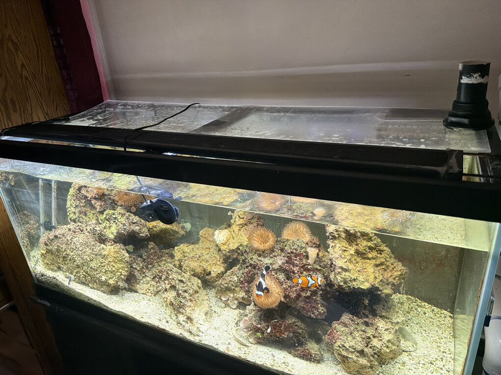 Old Live Rock -15  Yrs Old