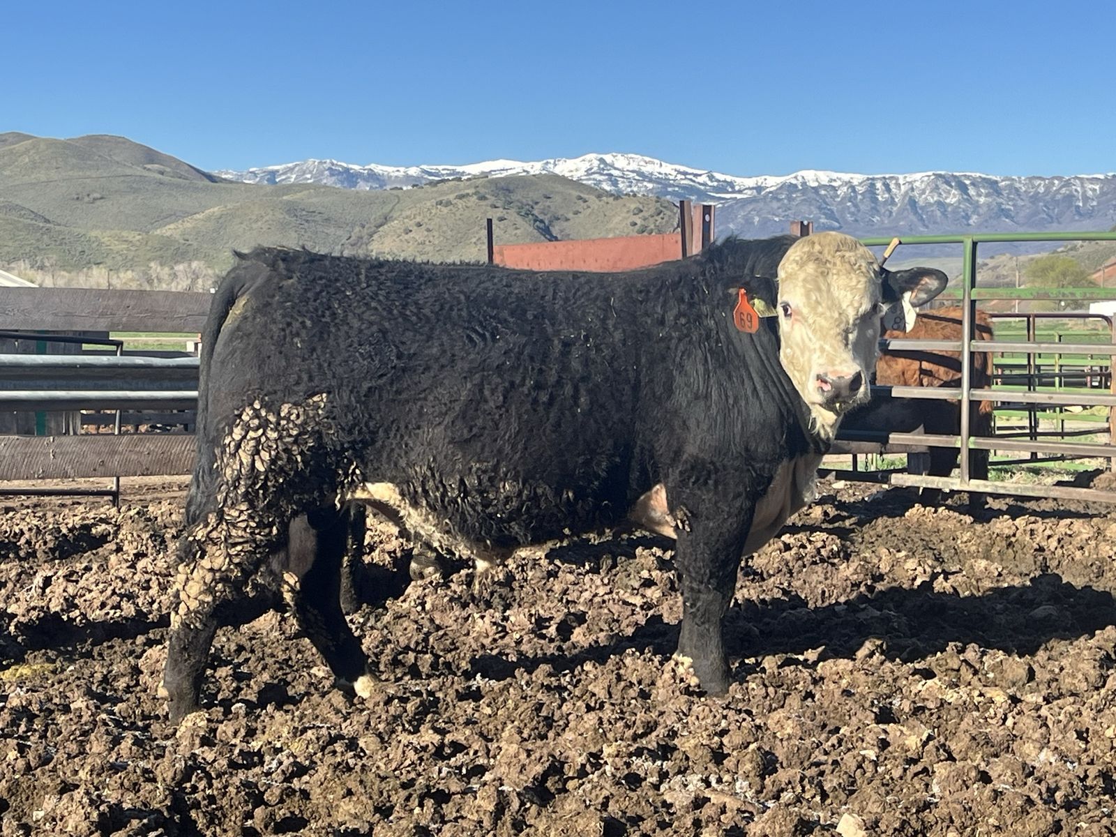 Registered Black Hereford Bull