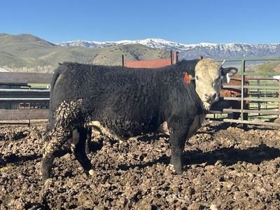 Registered Black Hereford Bull