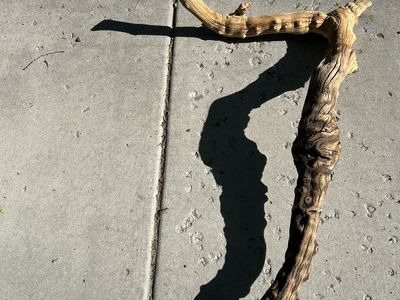 Reptile wood