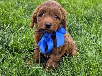 Micro Mini Goldendoodle Puppies Today