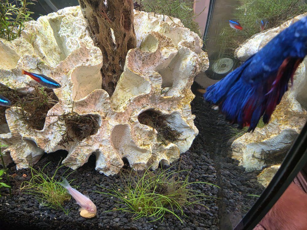Main image 4