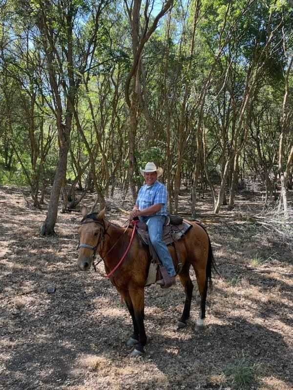 Buckskin Gelding Head Horse