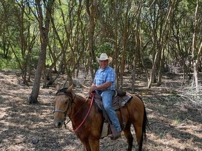 Buckskin Gelding Head Horse