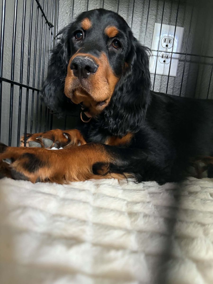 AKC Gordon Setter