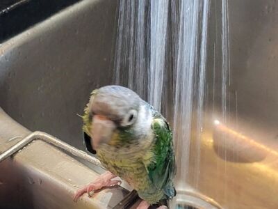 Turqoise Yellow Cheek Conure