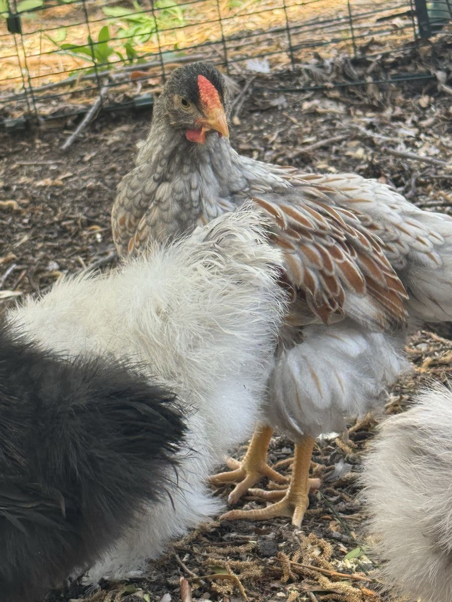 6 week old Blue Laced Red Wyandotte