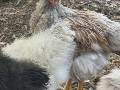 6 week old Blue Laced Red Wyandotte