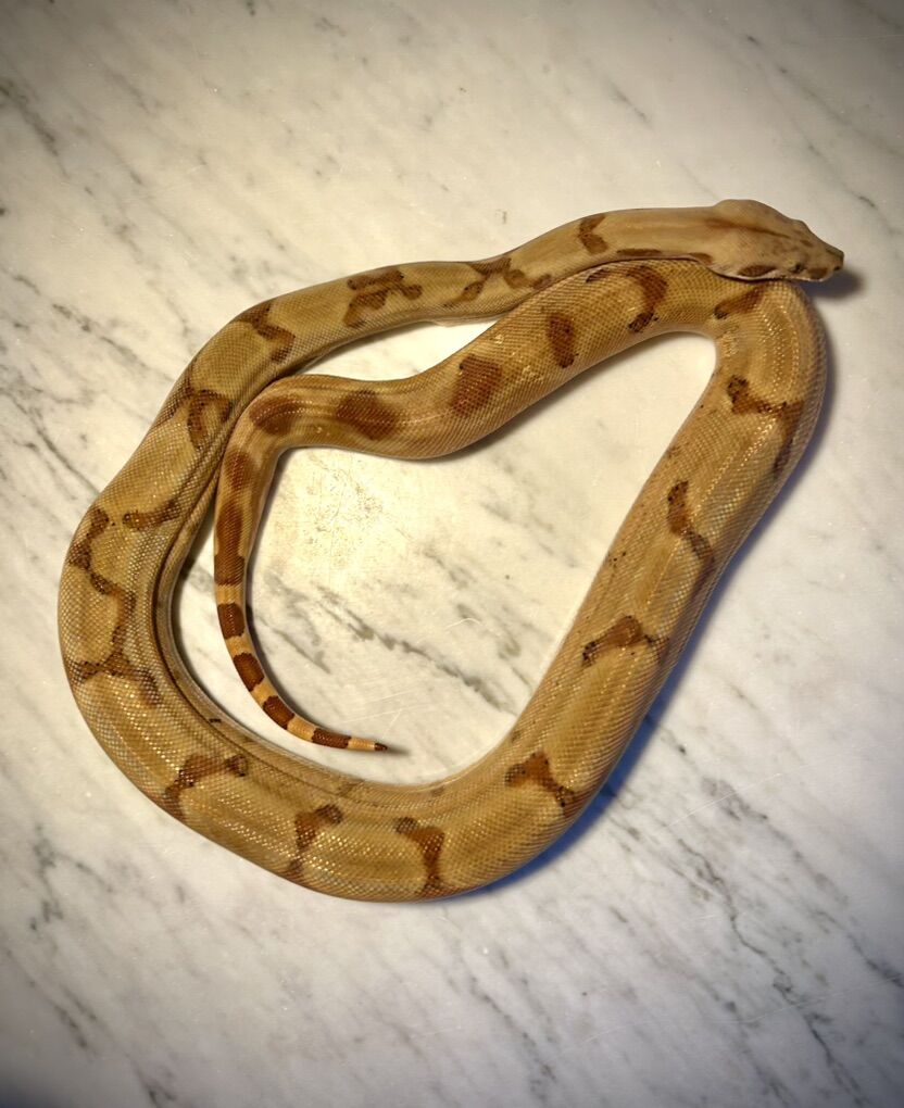 Male Hypo Boa