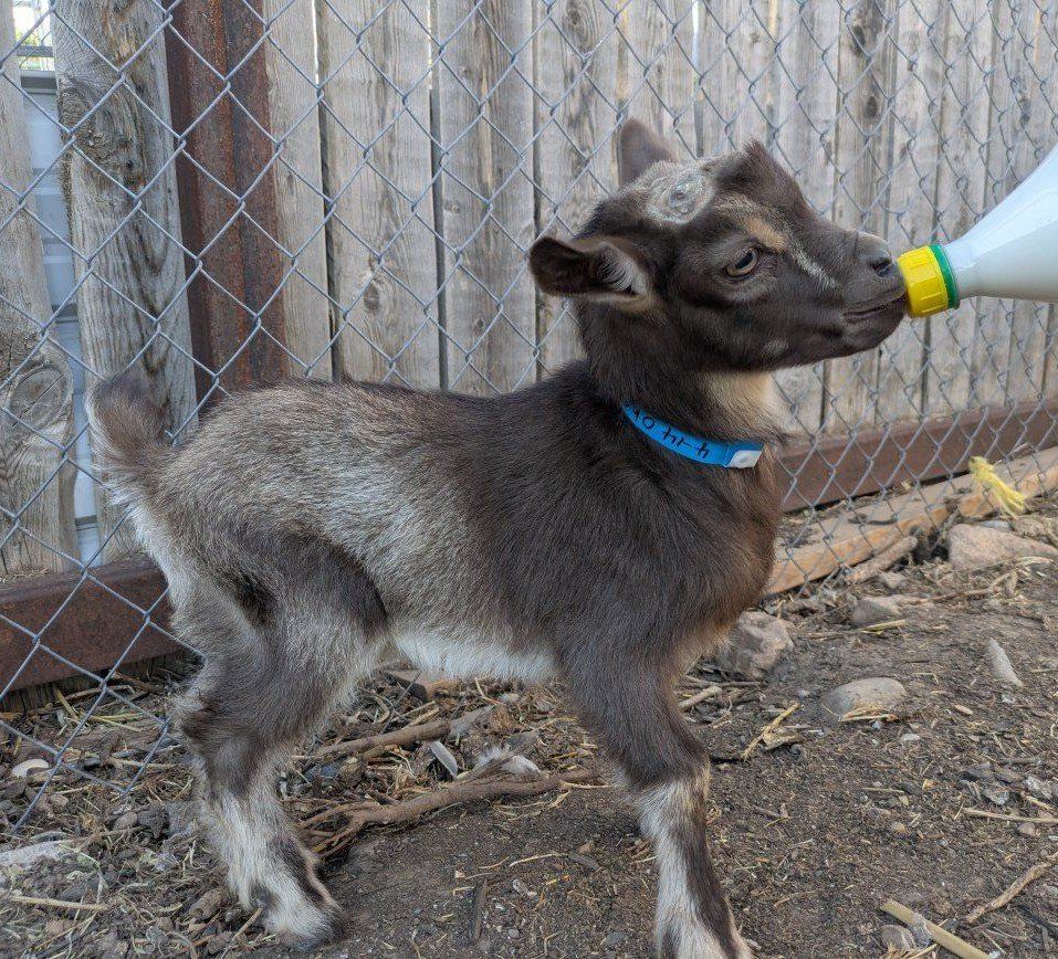 Bottle baby goat boy