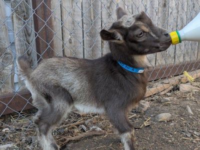 Bottle baby goat boy
