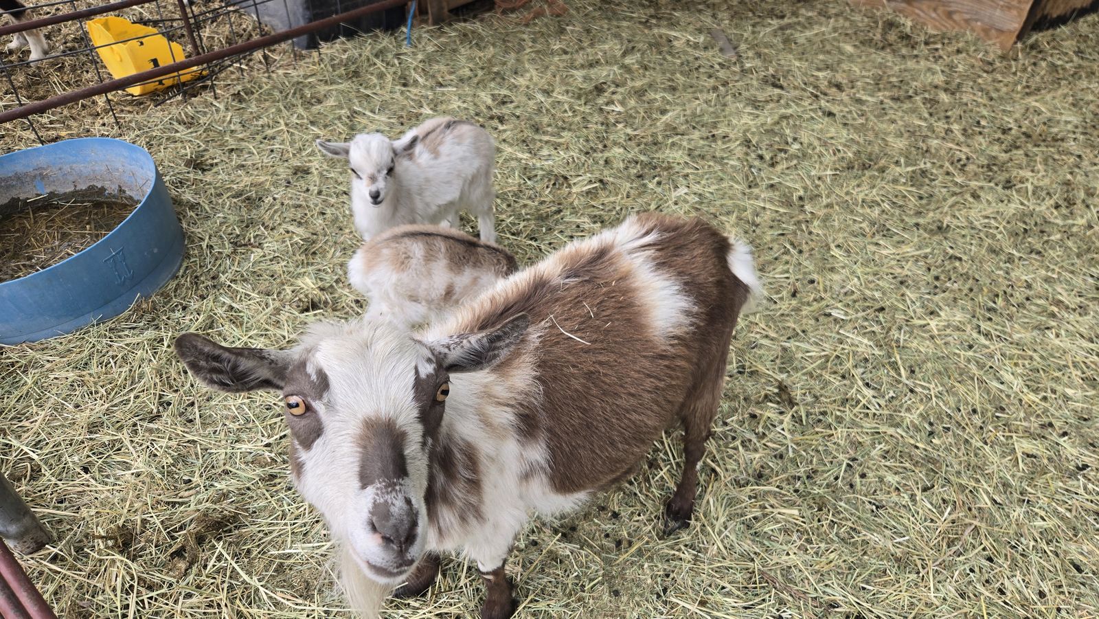 Nigerian Pygmy Goat - Nanny & 2 Kids