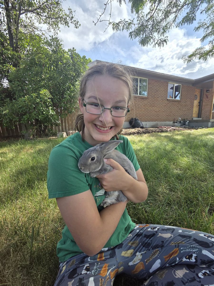 Lynx-colored mini rex buck