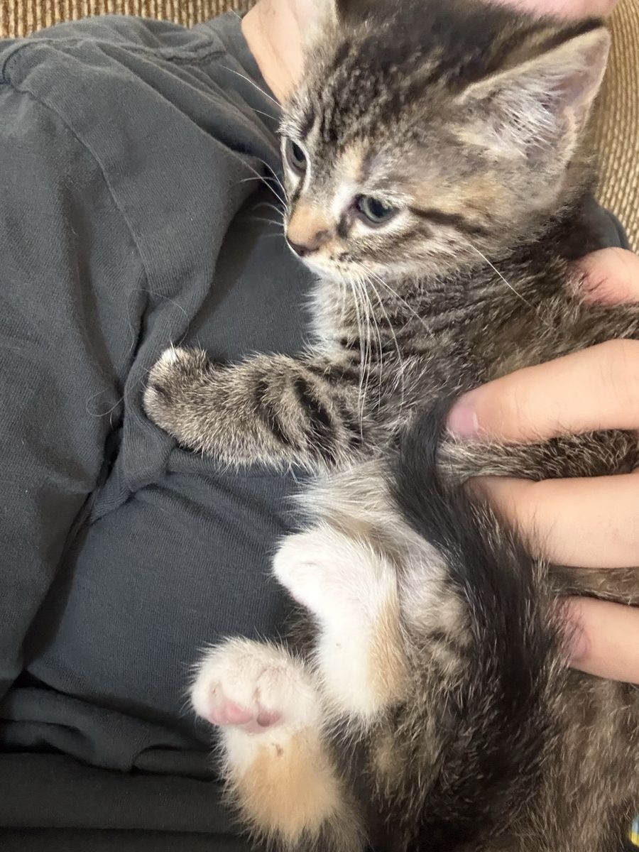 Kittens- 8 weeks old
