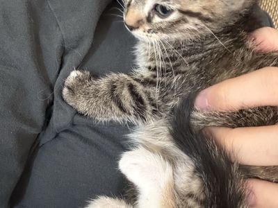 Kittens- 8 weeks old
