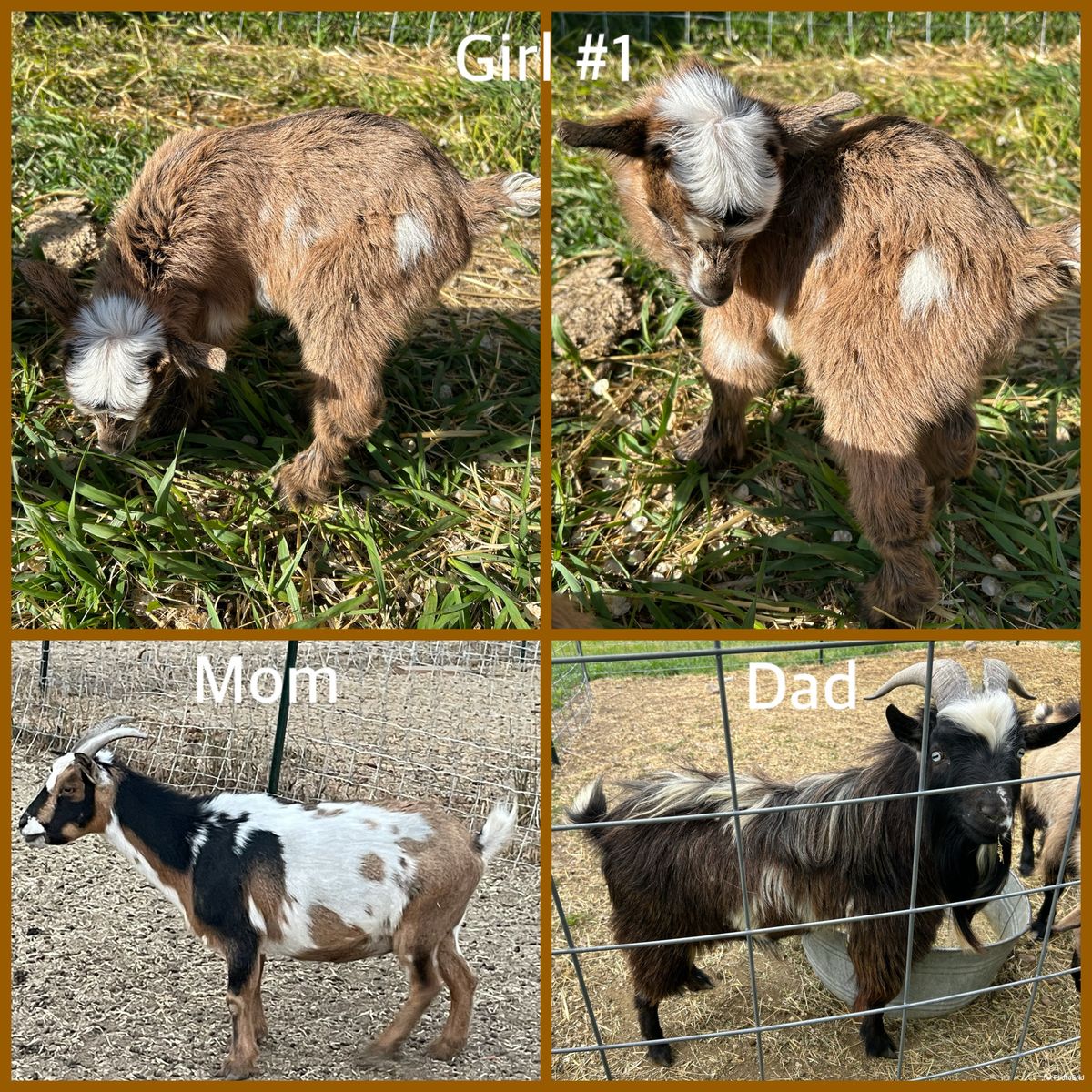 Nigerian Dwarf Baby Goats!