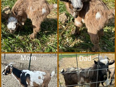 Nigerian Dwarf Baby Goats!