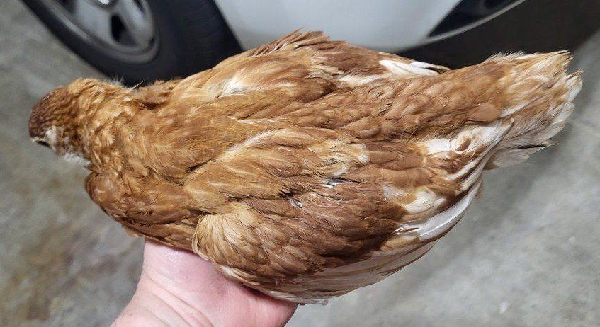 coop ready 5 Red sexlink hens