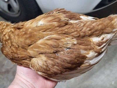 sweet coop ready 3 month old pullets 5 Red sexlink
