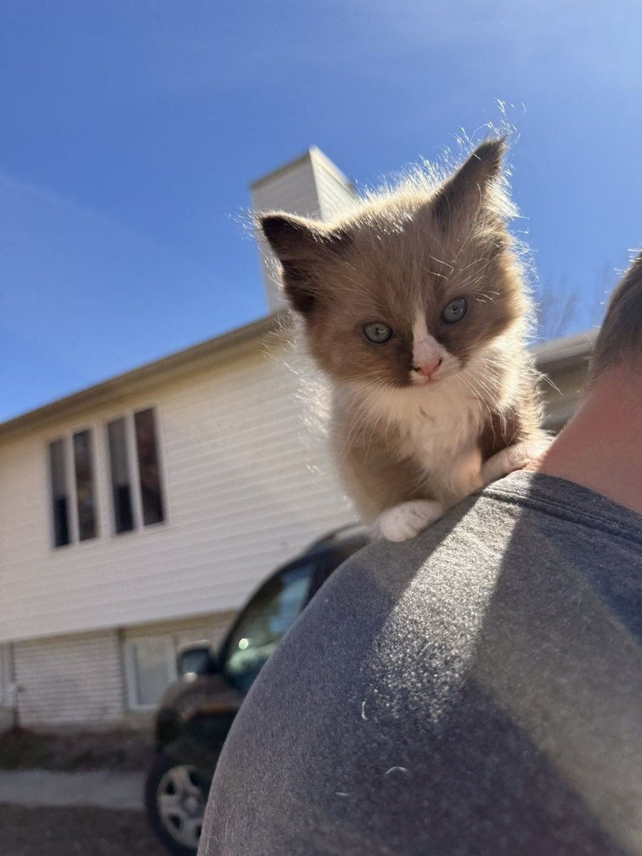 TICA Purebred Ragdoll Kitten