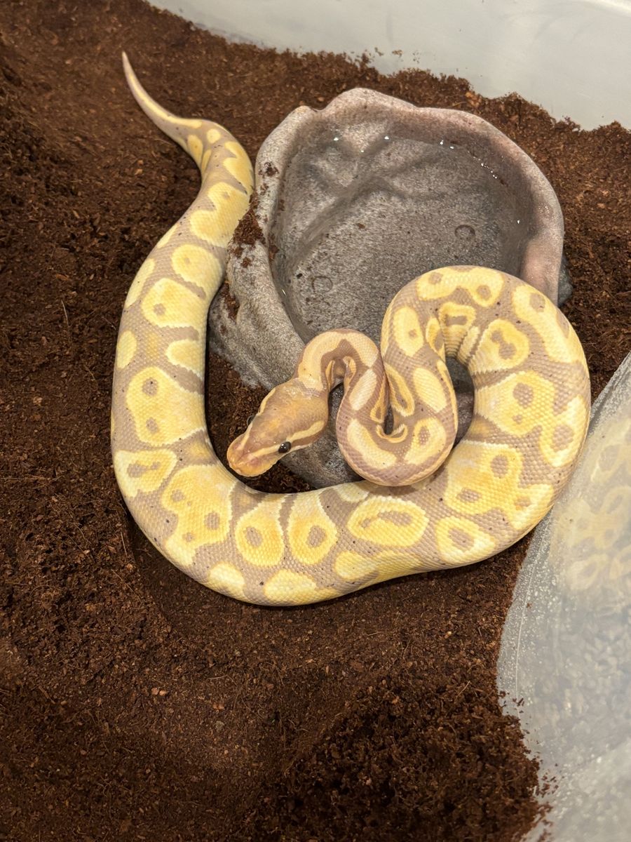 Ball Python